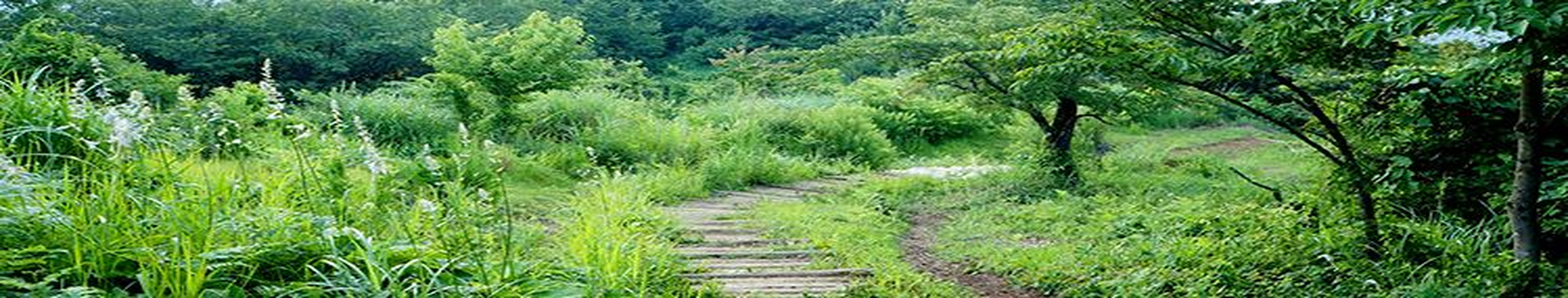 Obrázek Cesta pacienta, les.